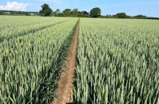 Park Farm crop of wheat